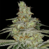 Tangie Ghost Train Feminised (Little Chief Collabs Seeds) Cannabis Seeds