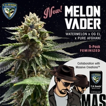 Melon Vader Feminised (Massive Creations Seeds) Cannabis Seeds