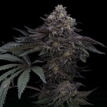 Lazer Wolf BX Feminized (Ziplock Seeds) HALLOSPECIAL Cannabis Seeds