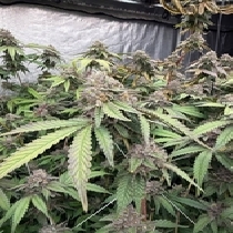 Biscotti Gelato (Fast Buds Seeds) Cannabis Seeds