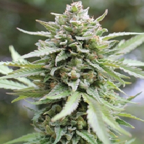 Lemongrass (Humboldt Seed Company) Cannabis Seeds