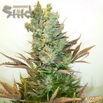 Stitchs Love Potion Auto (Flash Auto Seeds) Cannabis Seeds