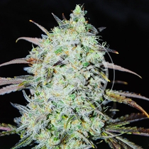 Delicious Bay Haze (Delicious Seeds) Cannabis Seeds