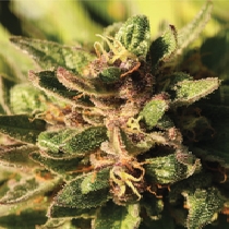 Pineapple Muffin (Humboldt Seed Company) Cannabis Seeds