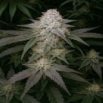 Malbec Treasure Fast V (Propaganja) Cannabis Seeds