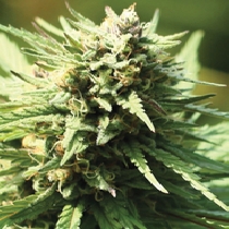 Slightly Stoopid Fruits (Humboldt Seed Company) Cannabis Seeds