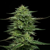 The Bling (Humboldt Seed Company) Cannabis Seeds