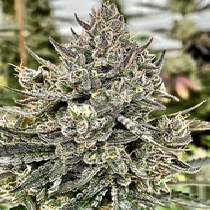 Cheetah the Hut feminised (Atlas Seeds) Cannabis Seeds