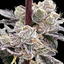 Dry Erase Marker feminised (Atlas Seeds) Cannabis Seeds