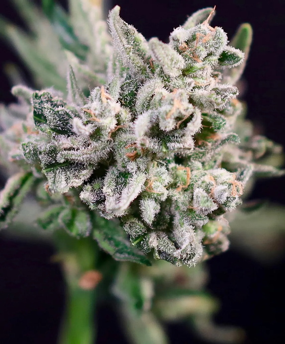 GMO Bomb (Atlas Seeds) Cannabis Seeds