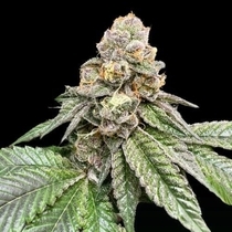 Gorilla Burger (Atlas Seeds) Cannabis Seeds