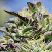 Vanilla Frosting (Humboldt Seed Company) Cannabis Seeds