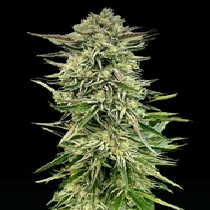 Gorilla Guava (Atlas Seeds) Cannabis Seeds