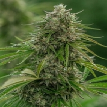 Papaya Candy (Atlas Seeds) Cannabis Seeds