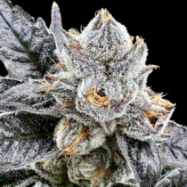 Platinum Lemon Cherry Gelato AKA Platinum LCG (Atlas Seeds) Cannabis Seeds