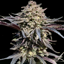 Super Banana Runtz (Atlas Seeds) Cannabis Seeds