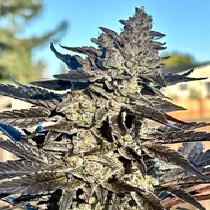Super Sour Runtz (Atlas Seeds) Cannabis Seeds