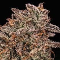 Banana Cream Sundae (Atlas Seeds) Cannabis Seeds