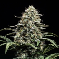 Blue Dream (Atlas Seeds) Cannabis Seeds