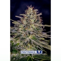 Lemon Trip (Positronics Seeds) Cannabis Seeds