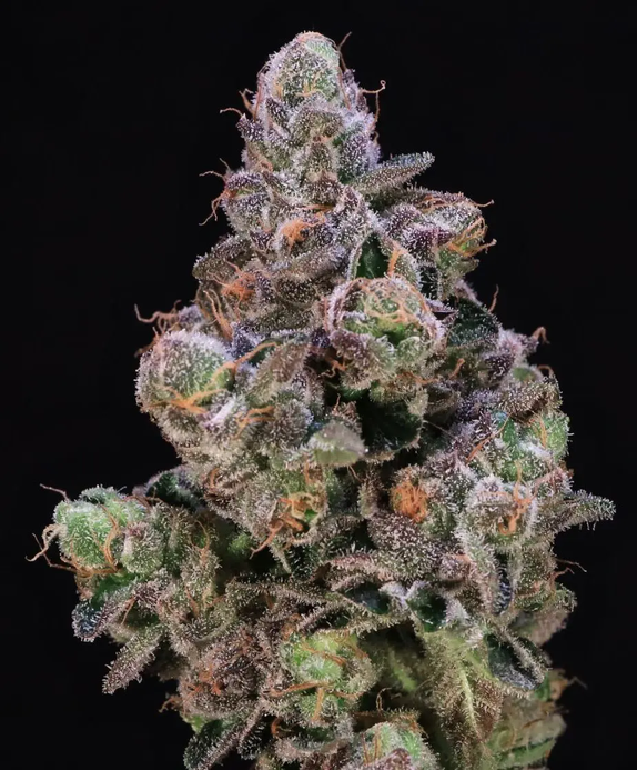 Blueberry Swirl (Atlas Seeds) Cannabis Seeds