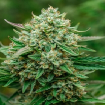 Froot By The Foot Auto (Atlas Seeds) Cannabis Seeds