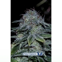 Mystic Cookie (Positronics Seeds) Cannabis Seeds