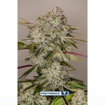 Sticky Dream (Positronics Seeds) Cannabis Seeds