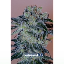 Crazy Lady (Positronics Seeds) Cannabis Seeds
