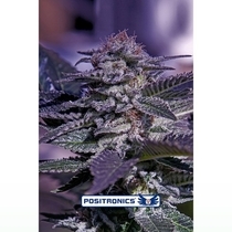 Kush Express (Positronics Seeds) Cannabis Seeds