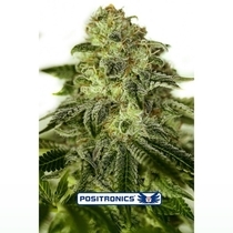 Glory OG (Positronics Seeds) Cannabis Seeds
