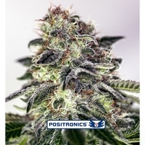 Sticky Dream Express (Positronics Seeds) Cannabis Seeds