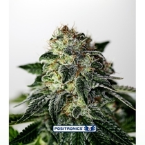 Mystic Cookie Express (Positronics Seeds) Cannabis Seeds