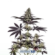 CBD + Caramelice Express (Positronics Seeds) Cannabis Seeds