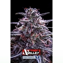 Z Valley (Positronics Seeds) Cannabis Seeds