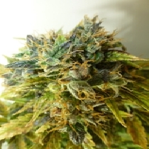 Strawberry Jam (Flash Auto Seeds) Cannabis Seeds