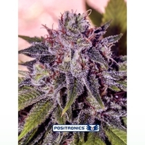 Gordo Master Kush (Positronics Seeds) Cannabis Seeds