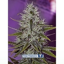 One Love Haze (Positronics Seeds) Cannabis Seeds