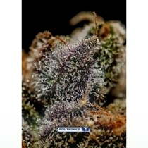 Chizpa (Positronics Seeds) Cannabis Seeds
