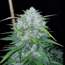 Bruce Banner #3 Auto Feminised (BSB Genetics Seeds) Cannabis Seeds