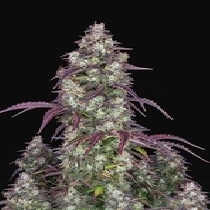 Lemon Pie Auto (Fast Buds Seeds) Cannabis Seeds