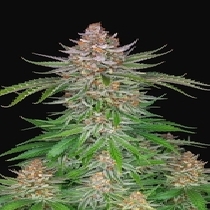 Strawberry Pie Auto (Fast Buds Seeds) Cannabis Seeds