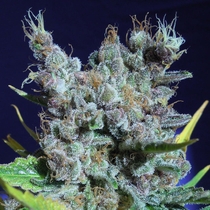 Runtz Gum (Original Sensible Seeds) Cannabis Seeds
