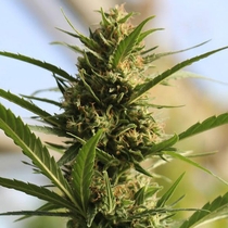 CannaBoom CBD+ (Original Sensible Seeds) Cannabis Seeds
