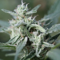 Cannafuel CBD+ (Original Sensible Seeds) Cannabis Seeds