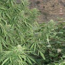 Strawberry Mango Haze (Flash Auto Seeds) Cannabis Seeds