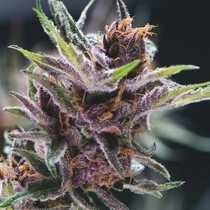 Black Cherry Punch (Pyramid Seeds) Cannabis Seeds