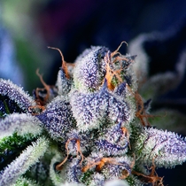 Cookies (Pyramid Seeds) Cannabis Seeds