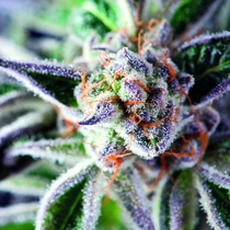 Do-Si-Dos (Pyramid Seeds) Cannabis Seeds