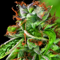 Double OG Haze (Pyramid Seeds) Cannabis Seeds
